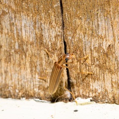 Baculipalpus strigipennis