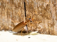 Baculipalpus strigipennis
