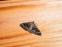 Hydriomena deltoidata