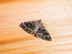 Hydriomena deltoidata