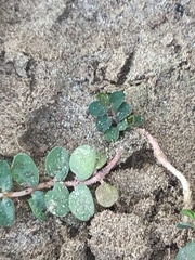 Euphorbia thymifolia
