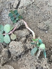 Euphorbia thymifolia
