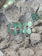 Euphorbia thymifolia