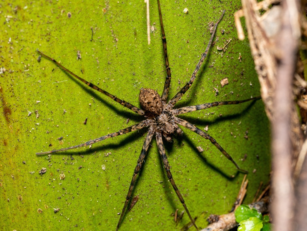 Cycloctenus