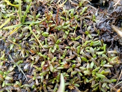 Abrotanella caespitosa