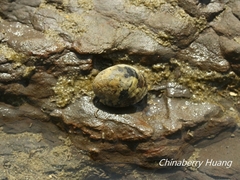 Nerita albicilla