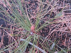 Pinus densiflora