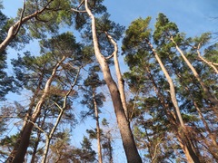 Pinus densiflora