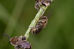 Lipotriches flavoviridis