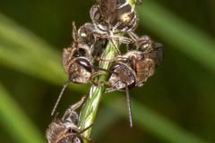 Lipotriches flavoviridis