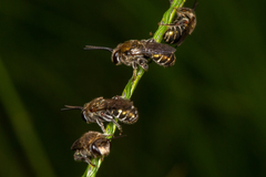 Lipotriches flavoviridis