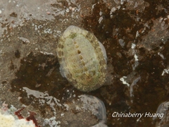 Ischnochiton comptus