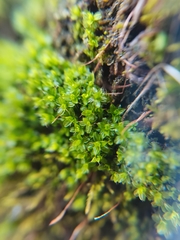 Syntrichia virescens
