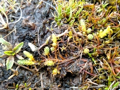 Kelleria paludosa