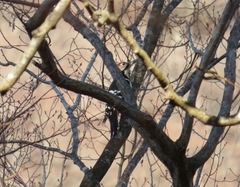 Dendrocopos leucotos