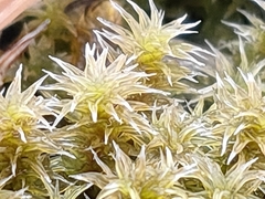 Bryophyta
