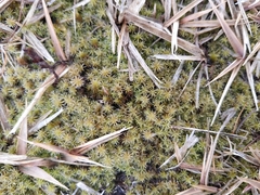 Bryophyta