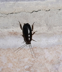 Loboptera