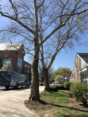 Platanus occidentalis