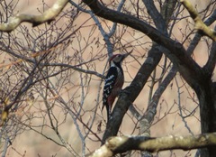 Dendrocopos leucotos