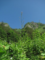 Cicerbita prenanthoides