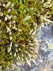 Montitega dealbata