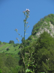 Cicerbita prenanthoides