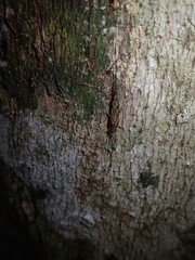 Nesomachilis