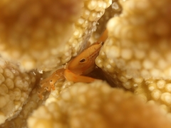 Tetralia glaberrima