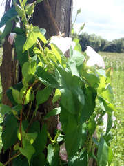 Calystegia sepium roseata x Silvatica disjuncta