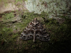 Pseudocoremia monacha