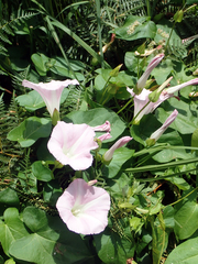 Calystegia sepium roseata x Silvatica disjuncta