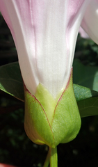 Calystegia sepium roseata x Silvatica disjuncta