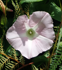 Calystegia sepium roseata x Silvatica disjuncta