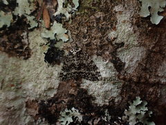 Pseudocoremia monacha