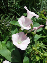 Calystegia sepium roseata x Silvatica disjuncta