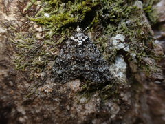 Pseudocoremia monacha