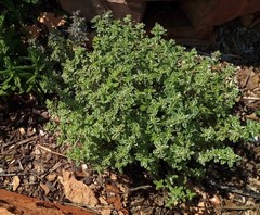 Thymus × citriodorus