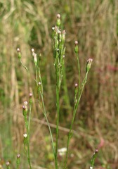 Symphyotrichum graminifolium