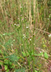 Symphyotrichum graminifolium