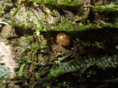Adoxellus flavihirtus