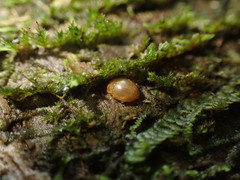 Adoxellus flavihirtus