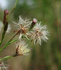 Symphyotrichum graminifolium
