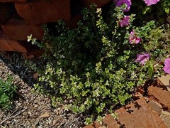 Thymus × citriodorus