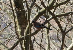 Garrulus glandarius japonicus