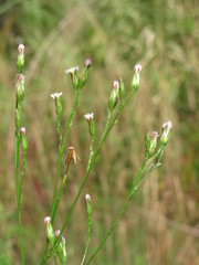 Symphyotrichum graminifolium