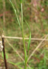 Symphyotrichum graminifolium