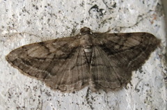 Peribatodes correptaria
