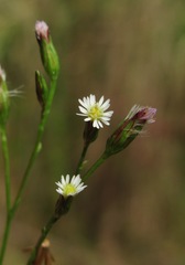 Symphyotrichum graminifolium