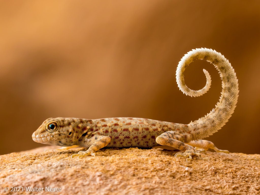 Species Complex: Rock Semaphore Gecko